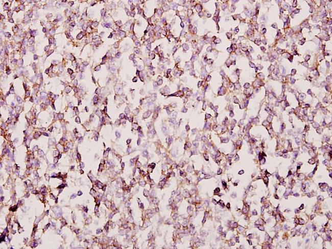 FOXB1/FOXB2 Antibody in Immunohistochemistry (Paraffin) (IHC (P))