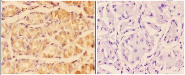 Adenylate Cyclase 5/6 Antibody in Immunohistochemistry (Paraffin) (IHC (P))