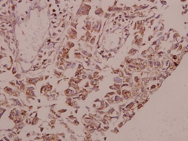 Glycerol kinase Antibody in Immunohistochemistry (Paraffin) (IHC (P))