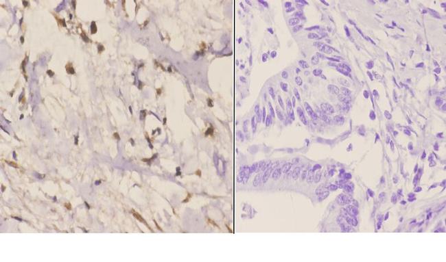 RAD51C Antibody in Immunohistochemistry (Paraffin) (IHC (P))