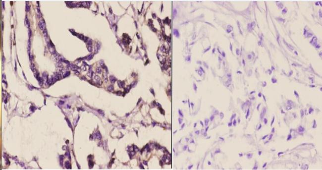 MAPK15 Antibody in Immunohistochemistry (Paraffin) (IHC (P))