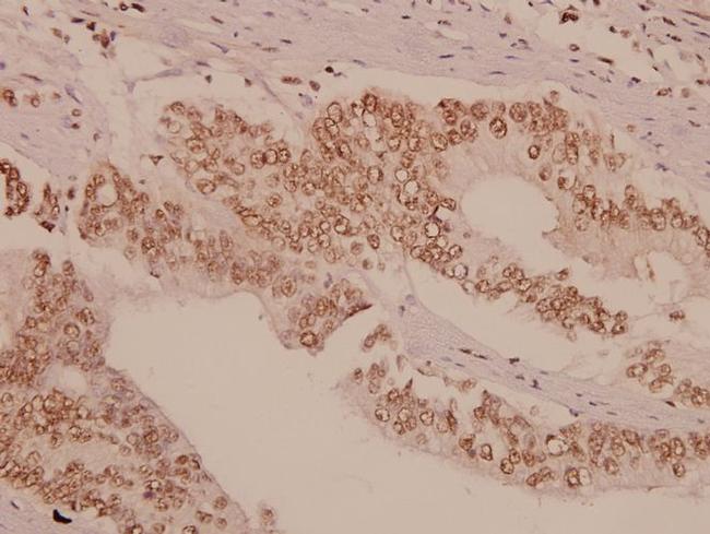 GAS6 Antibody in Immunohistochemistry (Paraffin) (IHC (P))