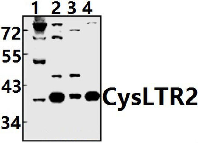 CYSLTR2 Antibody in Western Blot (WB)