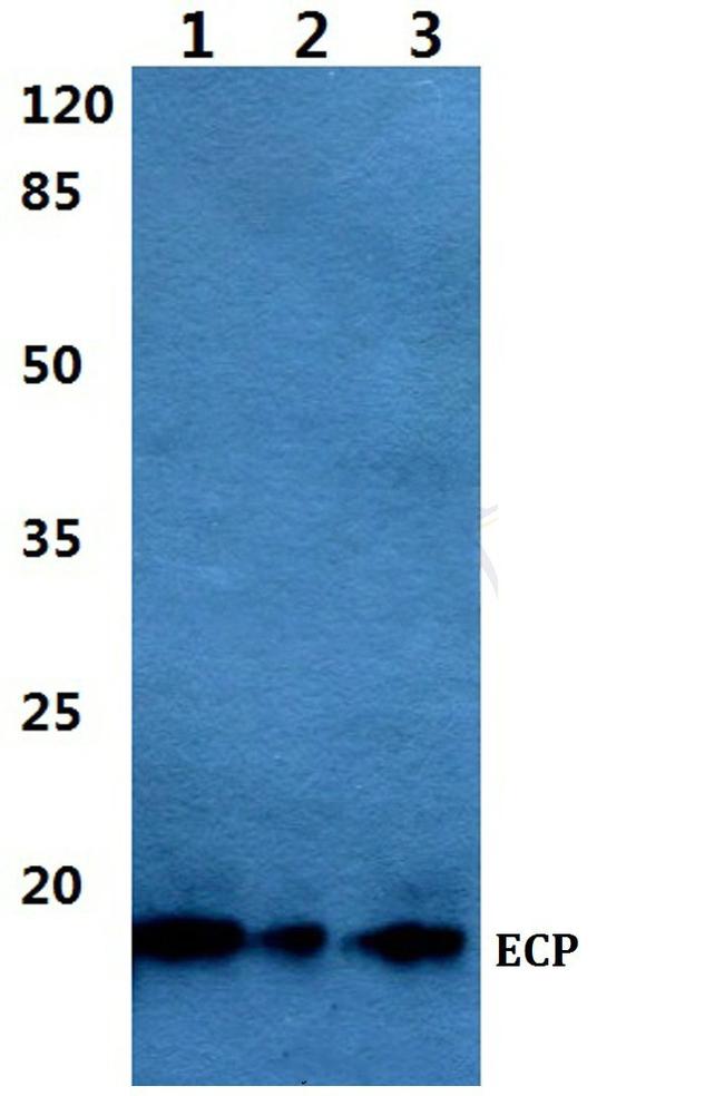 RNASE3 Antibody in Western Blot (WB)