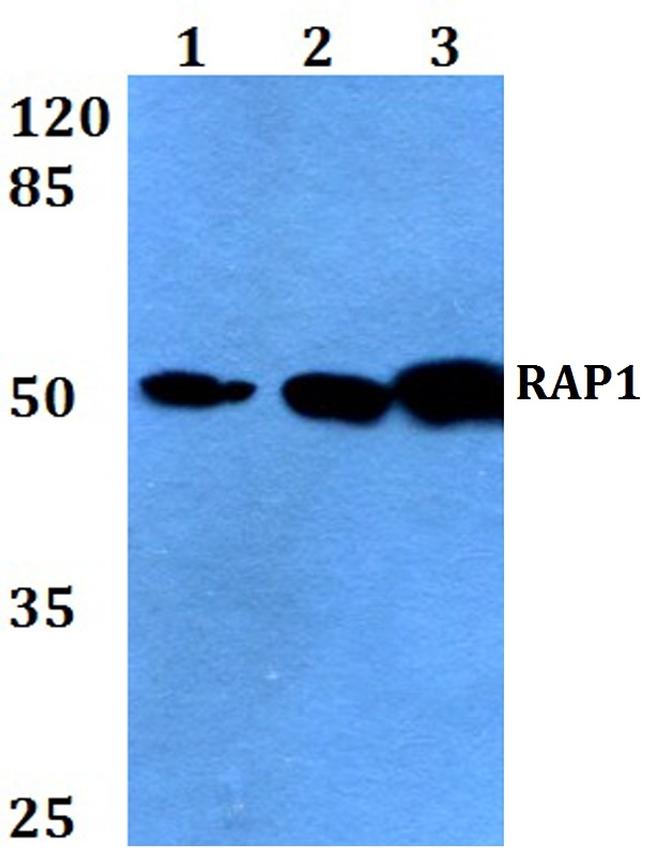 RAP1 Antibody in Western Blot (WB)