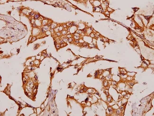 NOC2L Antibody in Immunohistochemistry (Paraffin) (IHC (P))