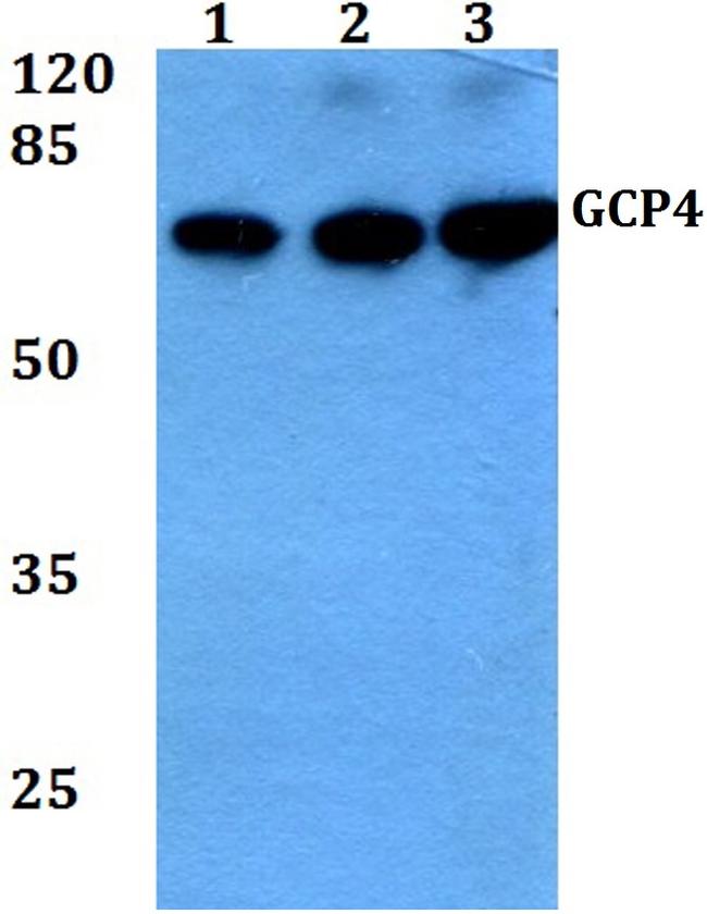 GCP4 Antibody in Western Blot (WB)