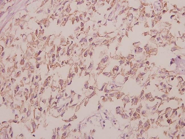 Cdc40 Antibody in Immunohistochemistry (Paraffin) (IHC (P))