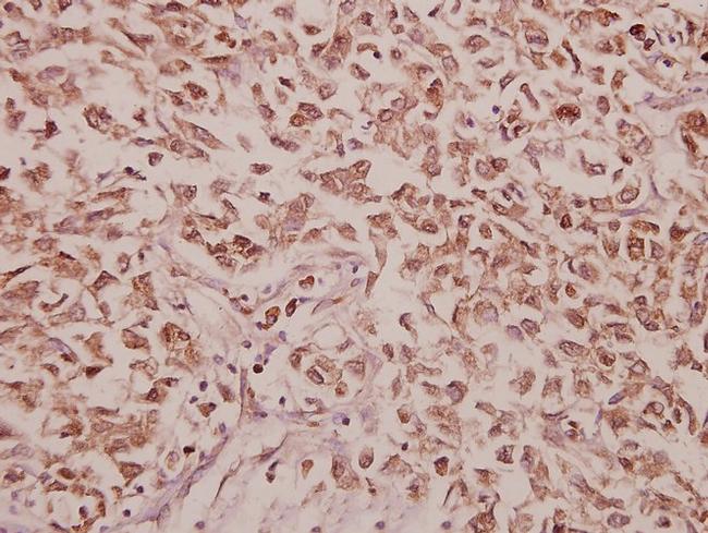 CCK Antibody in Immunohistochemistry (Paraffin) (IHC (P))