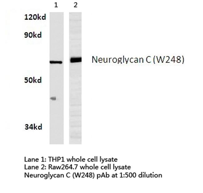 CSPG5 Antibody in Western Blot (WB)