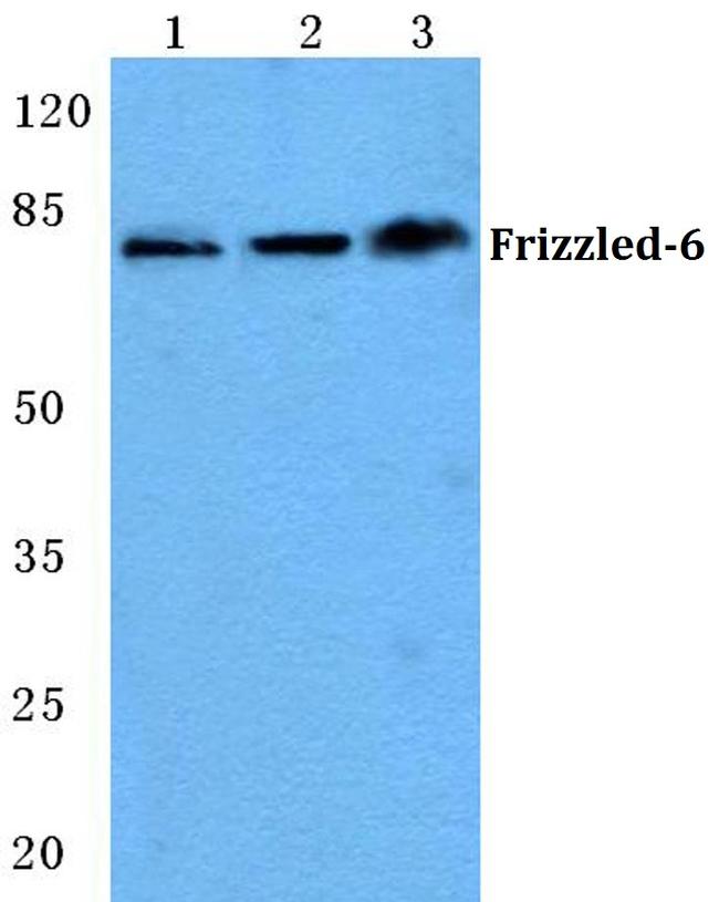 FZD6 Antibody in Western Blot (WB)