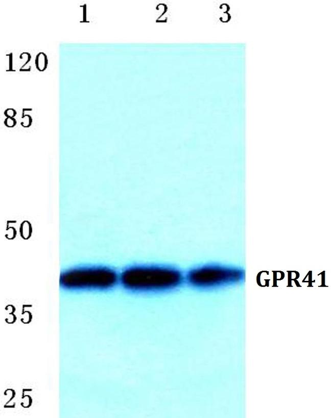 GPR41 Antibody in Western Blot (WB)