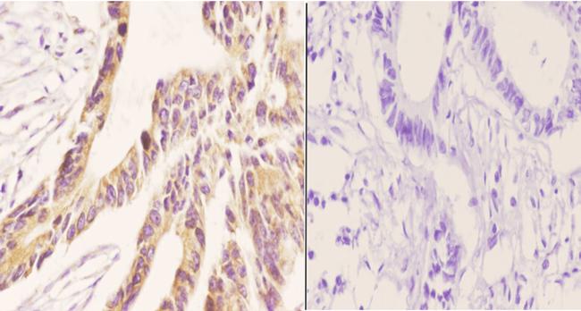 ZC3H8 Antibody in Immunohistochemistry (Paraffin) (IHC (P))