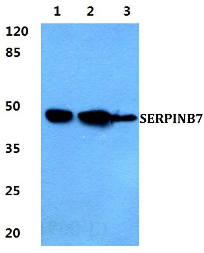 SERPINB7 Antibody in Western Blot (WB)