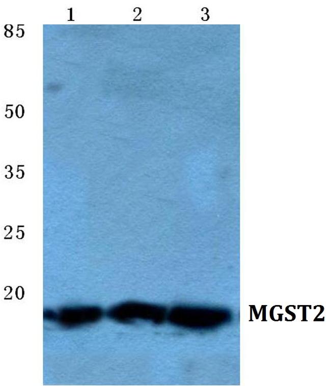 MGST2 Antibody in Western Blot (WB)