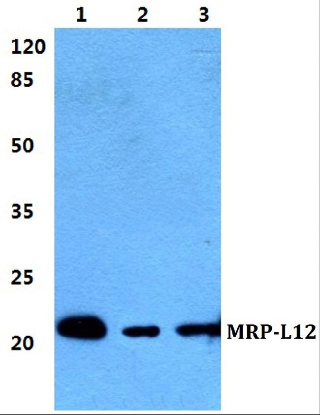 MRPL12 Antibody in Western Blot (WB)