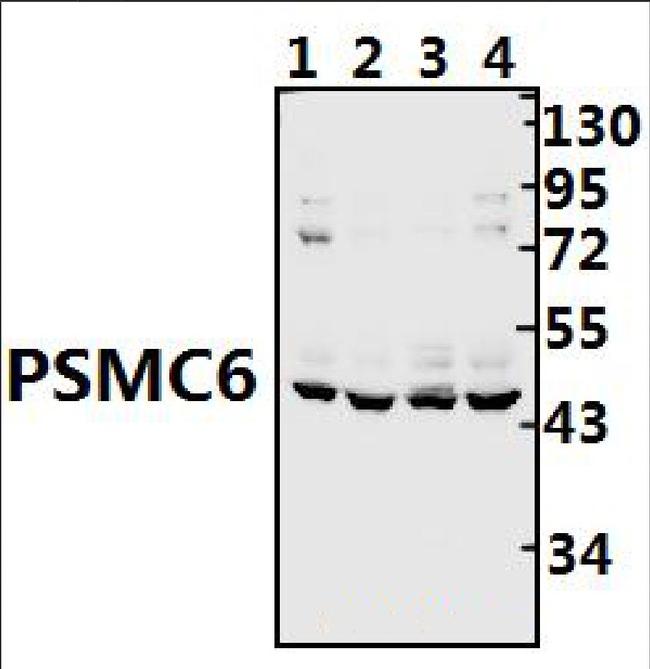 PSMC6 Antibody in Western Blot (WB)