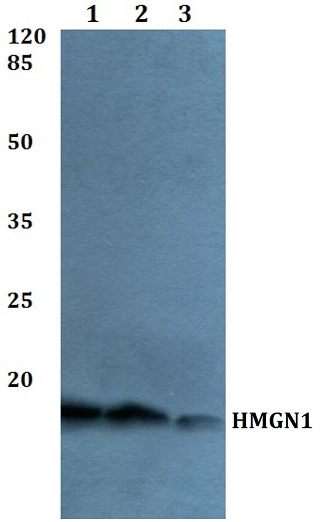 HMGN1 Antibody in Western Blot (WB)