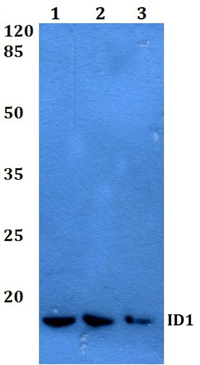 ID1 Antibody in Western Blot (WB)