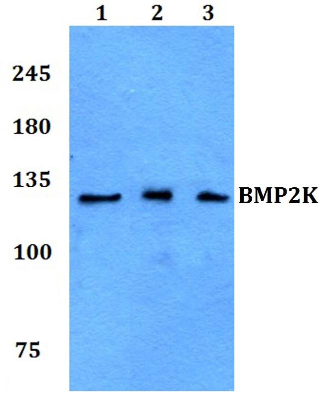 BIKE Antibody in Western Blot (WB)