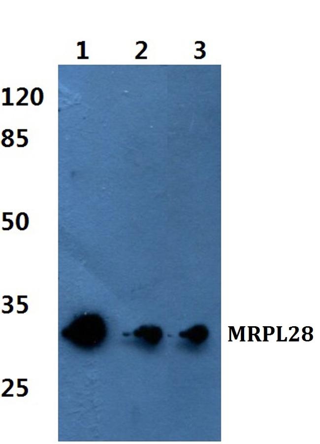 MRPL28 Antibody in Western Blot (WB)