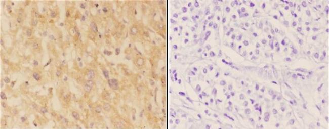 ASAH3 Antibody in Immunohistochemistry (Paraffin) (IHC (P))