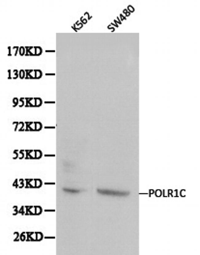 POLR1C Antibody in Western Blot (WB)