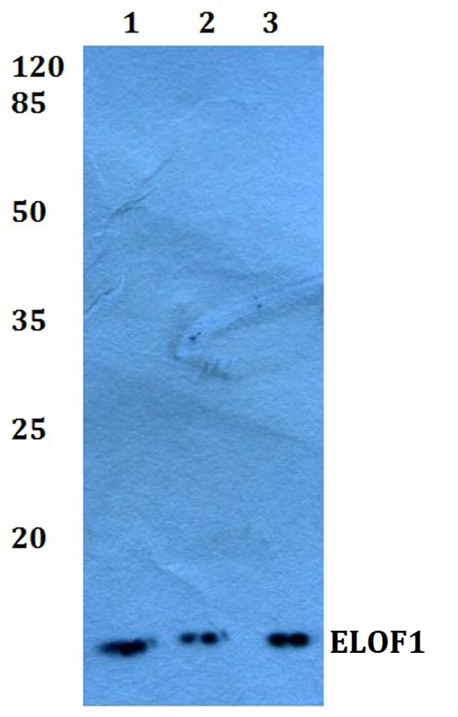 ELOF1 Antibody in Western Blot (WB)