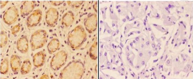 Angiopoietin 4 Antibody in Immunohistochemistry (Paraffin) (IHC (P))