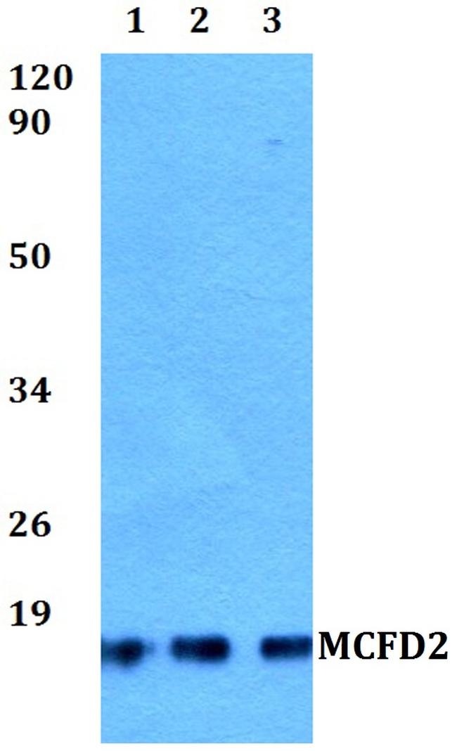 MCFD2 Antibody in Western Blot (WB)