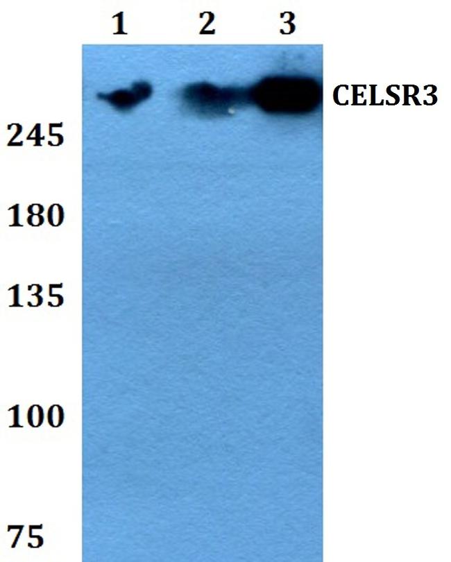 CELSR3 Antibody in Western Blot (WB)