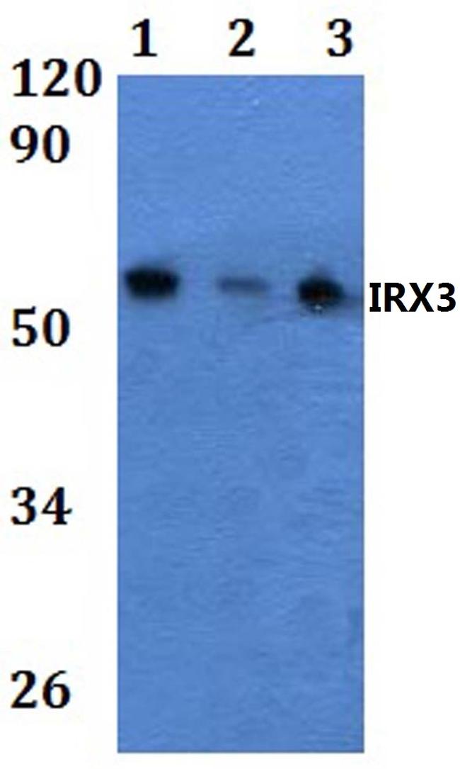 IRX3 Antibody in Western Blot (WB)