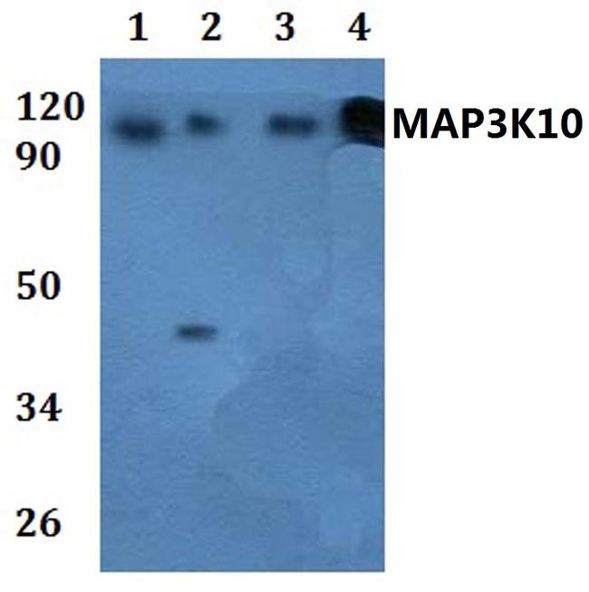 MLK2 Antibody in Western Blot (WB)