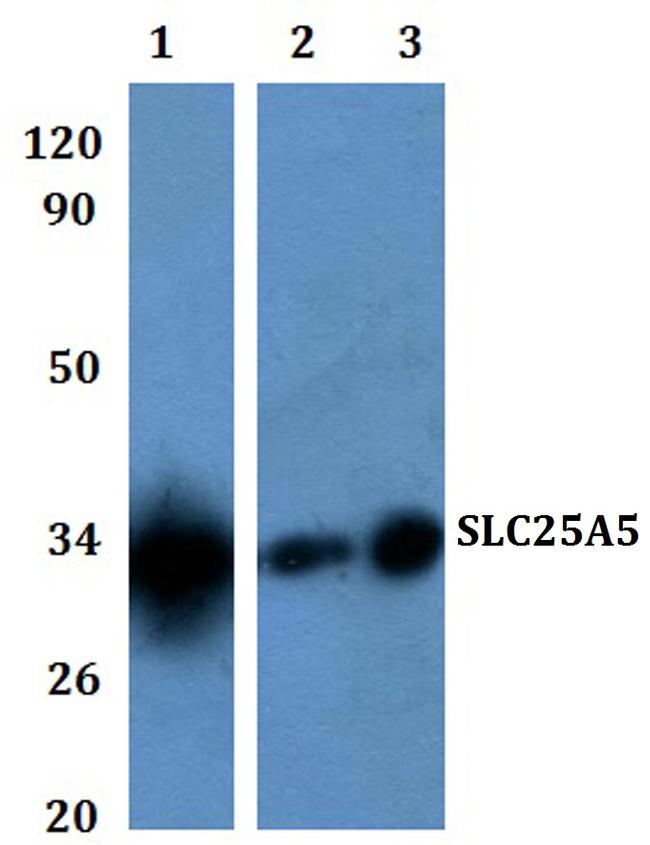 SLC25A5 Antibody in Western Blot (WB)