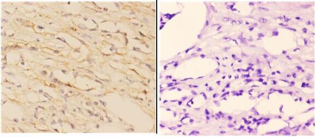 ABCA7 Antibody in Immunohistochemistry (Paraffin) (IHC (P))