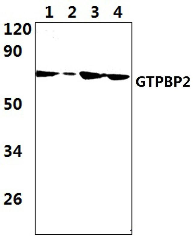 GTPBP2 Antibody in Western Blot (WB)