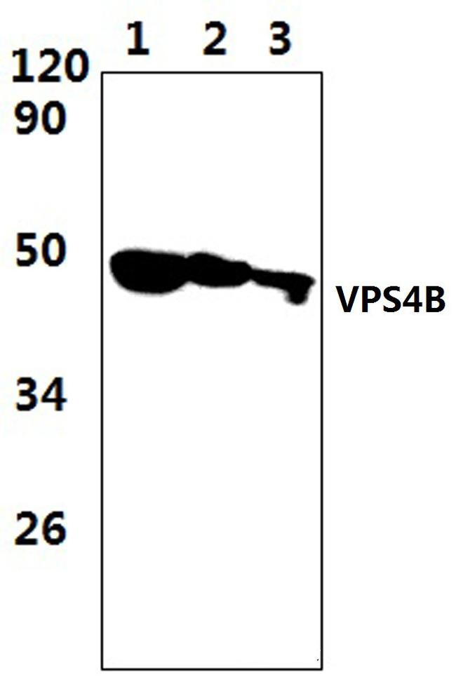 VPS4B Antibody in Western Blot (WB)