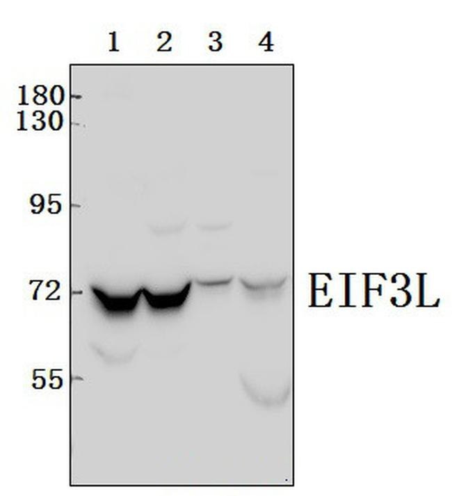 eIF3l Antibody in Western Blot (WB)