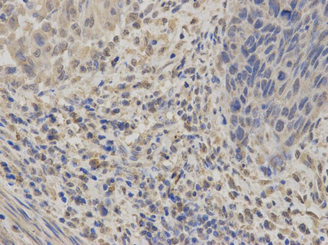 GABRA2 Antibody in Immunohistochemistry (Paraffin) (IHC (P))