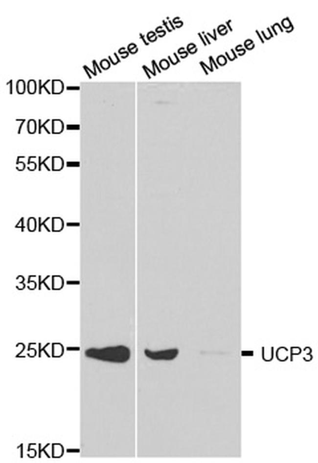 UCP3 Antibody in Western Blot (WB)