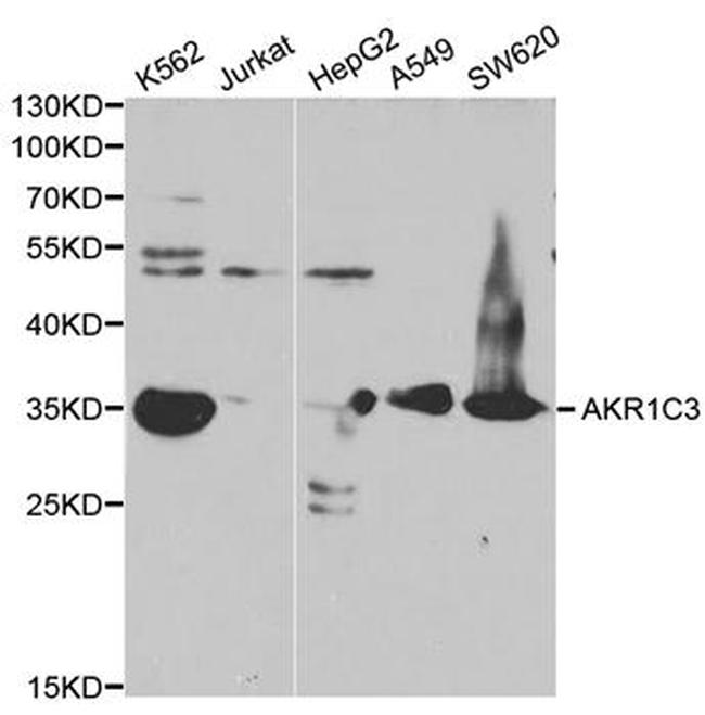 AKR1C3 Antibody in Western Blot (WB)