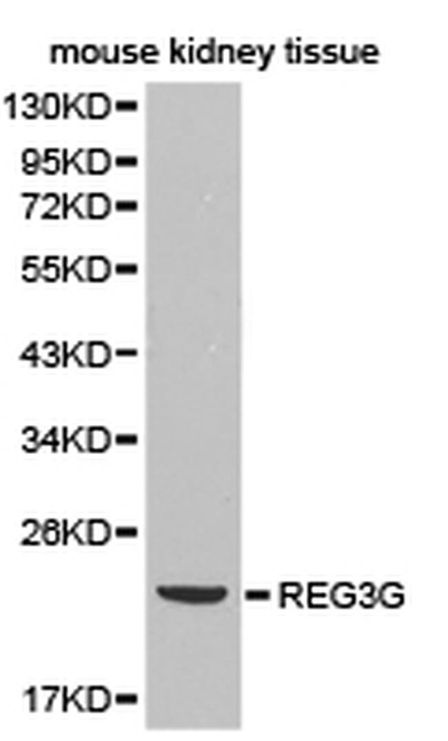 REG3G Antibody in Western Blot (WB)