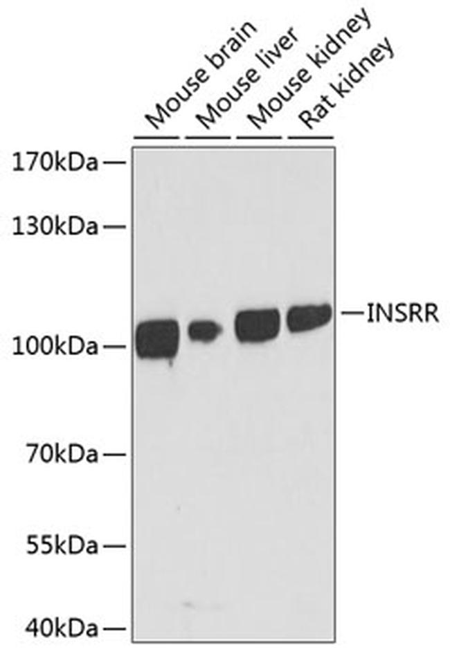 INSRR Antibody in Western Blot (WB)