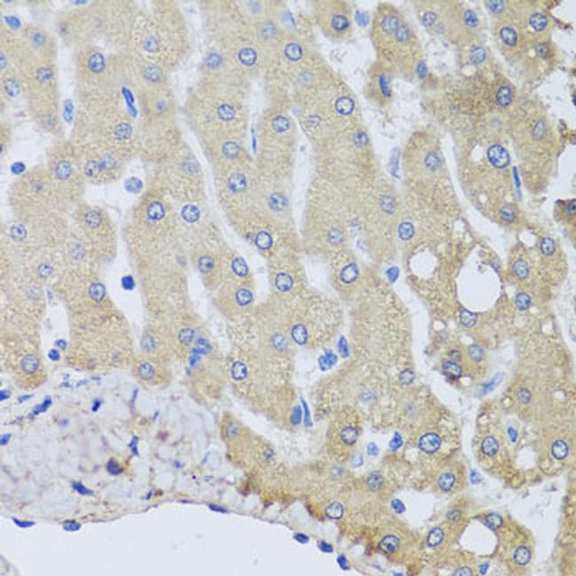 NSF Antibody in Immunohistochemistry (Paraffin) (IHC (P))