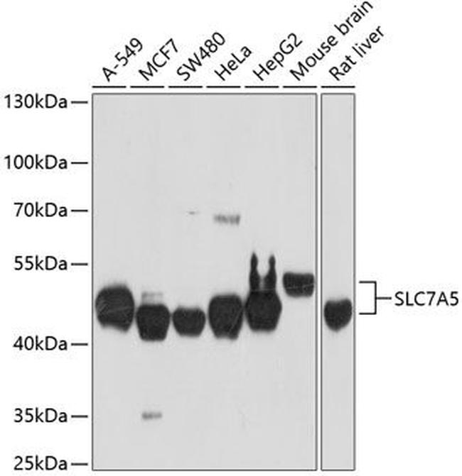 SLC7A5 Antibody in Western Blot (WB)