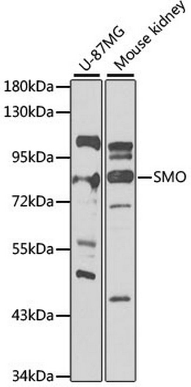 SMO Antibody in Western Blot (WB)