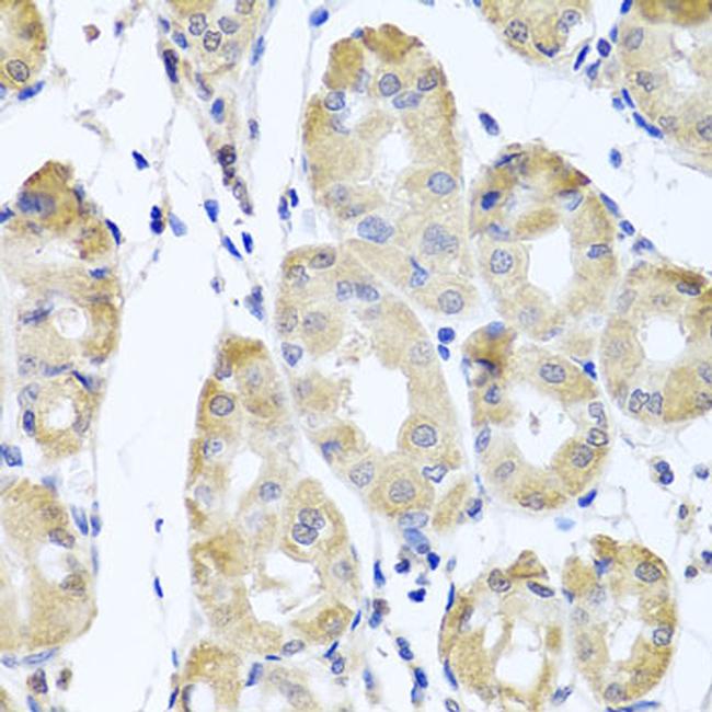 CBR4 Antibody in Immunohistochemistry (Paraffin) (IHC (P))