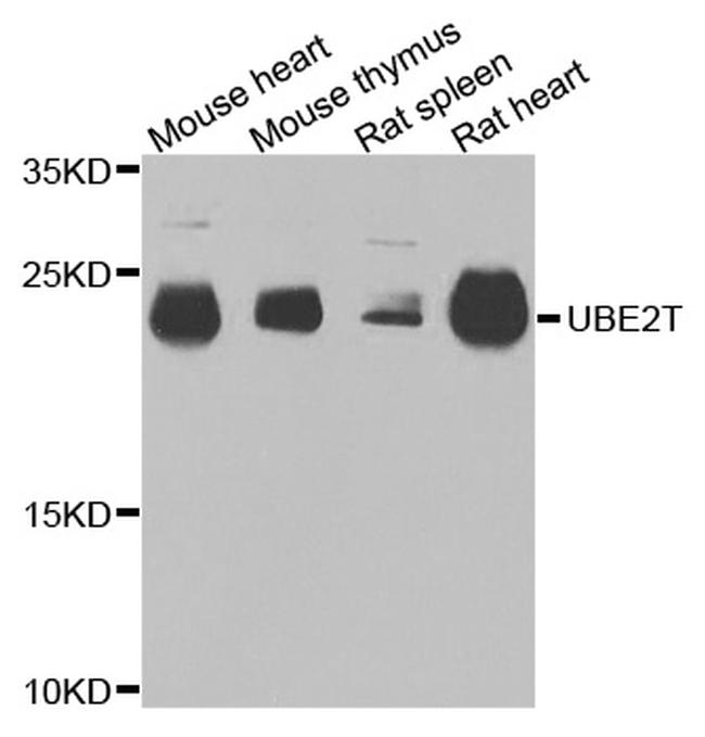 UBE2T Antibody in Western Blot (WB)