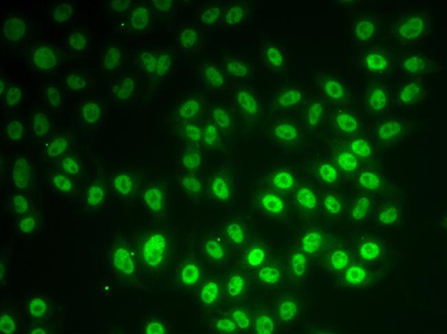 SNRPD1 Antibody in Immunocytochemistry (ICC/IF)