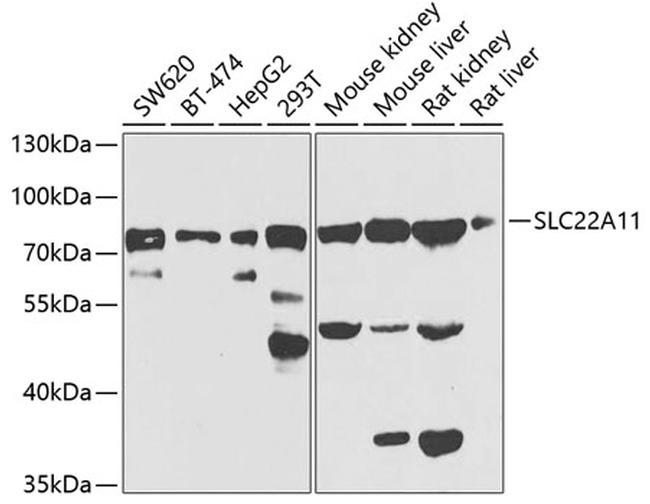 SLC22A11 Antibody in Western Blot (WB)